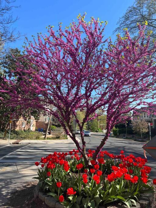 华盛顿哥伦比亚Glover Park/Georgetown Oasis With Parking公寓 外观 照片